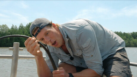 Gevaarlijke rog met gifstekel